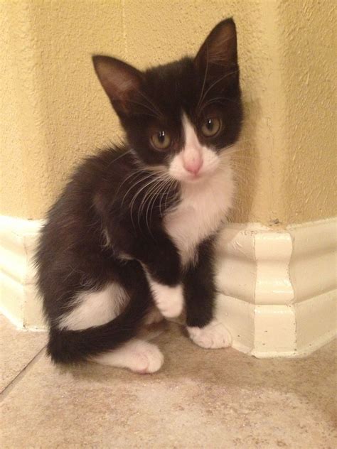 Precious tuxedo kitten | Tuxedo kitten, Kittens, Kitten