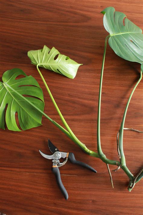 Basics of How To Propagate Monstera Plant in Your Garden Check it Out ...
