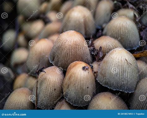 Grupo De Hongos Coprinellus Micaceus Imagen de archivo - Imagen de ambiente, hongos: 241857493