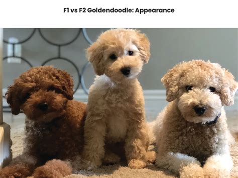 F1 vs F2 Goldendoodles: A Comparison of the Two Generations - Awesome ...
