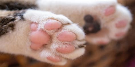 Why is My Cat's Nose Dry? Experts Answer | Purina US