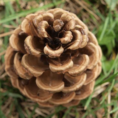 Gymnosperm Vs Angiosperm