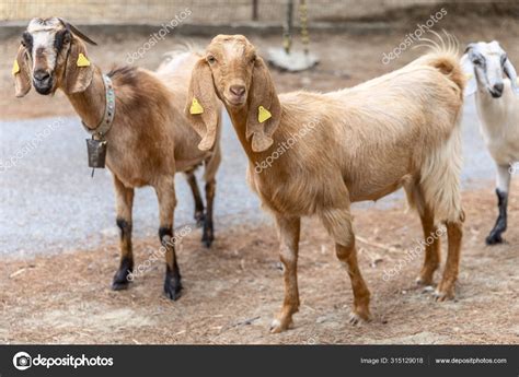 Anglo Nubian Goat