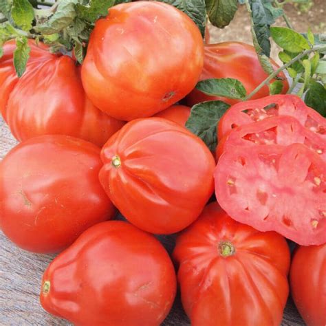 50 Red Pear Tomato Seeds - Old Vegetable Garden Vegetable ...