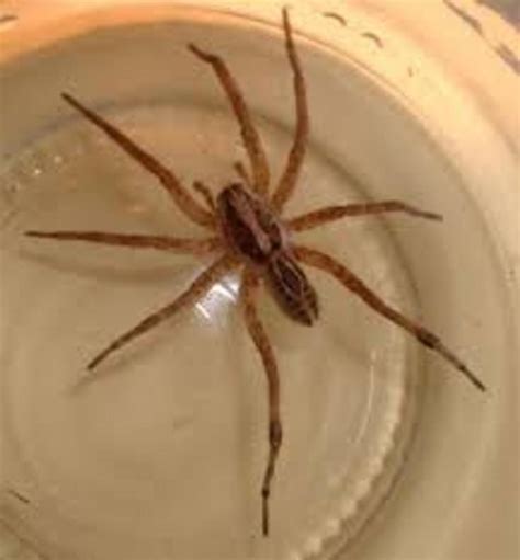 Wolf Spider Size Comparison at Jake Spragg blog