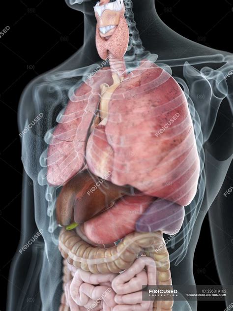 Illustration of thorax anatomy in transparent male silhouette. — bowel, duodenum - Stock Photo ...
