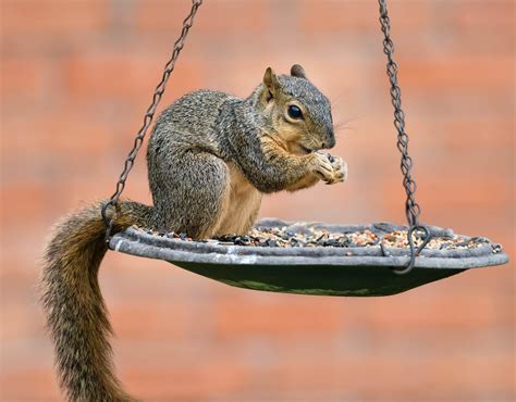 4 Foods That Squirrels DO NOT Eat at Bird Feeders! - Bird Watching HQ