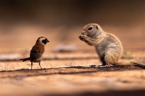 Do Squirrels Eat Birds