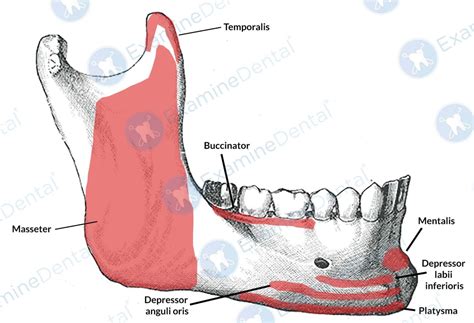 Anatomy of the Mandible - ExamineDental