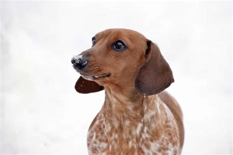 Piebald Dachshund Dog Breed Complete Guide - A-Z Animals
