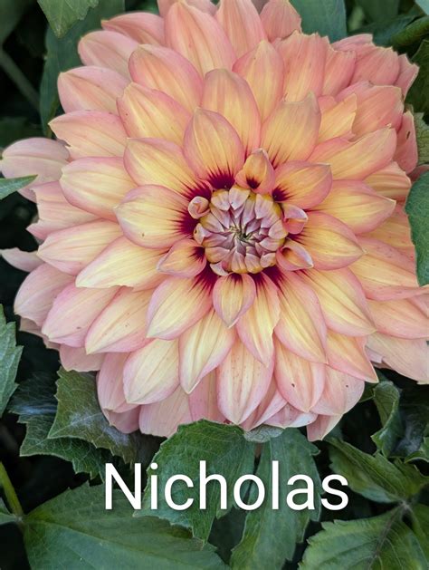 Nicholas dahlia tuber – White River Acres