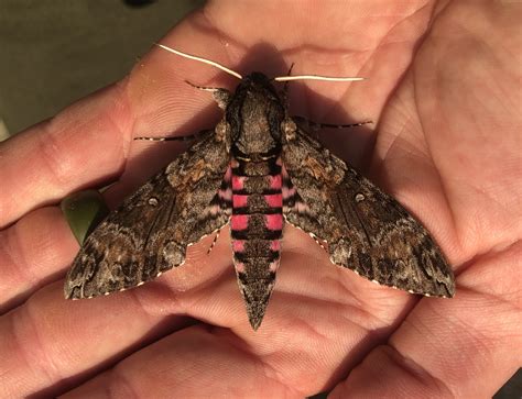 Moths of North Carolina