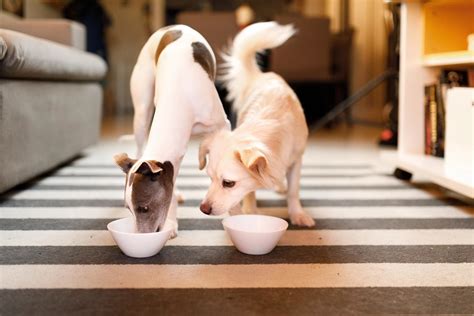 Can Dogs Have Goat Yogurt? (Benefits, Risks and Serving Size)