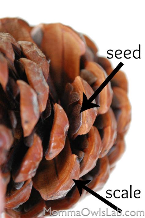 The Seed Cone at Mitchell Cushing blog