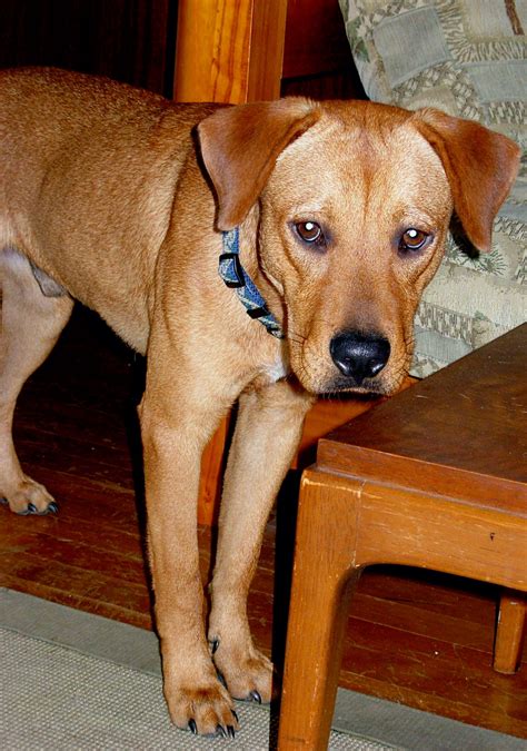 Rhodesian Ridgeback And Lab Mix - MXIBAR