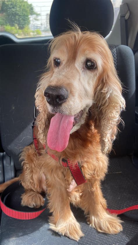 Six weeks ago we were told that Lilly (10) had a 5% chance of surviving ...