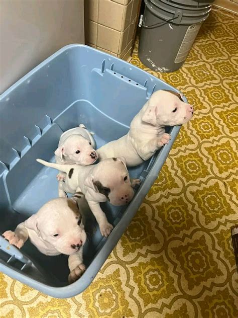 White Pit Bull Puppies, Male and Female – The Unexpected Pit Bull