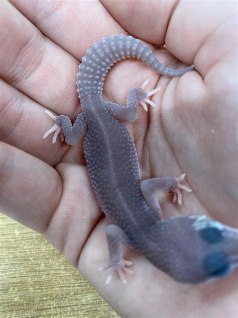 Leopard Gecko Colors