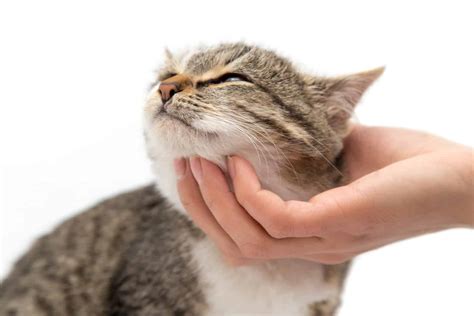 Does My Cat Feel My Kisses at Neomi Ingram blog