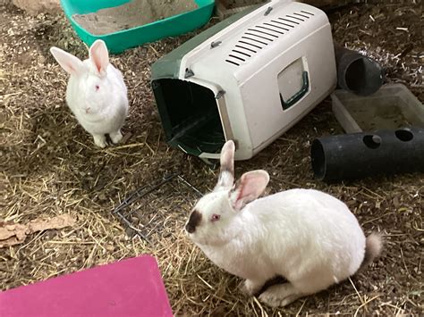 What animal eats rabbits: Top 9 wildlife species - Micro Farm Days