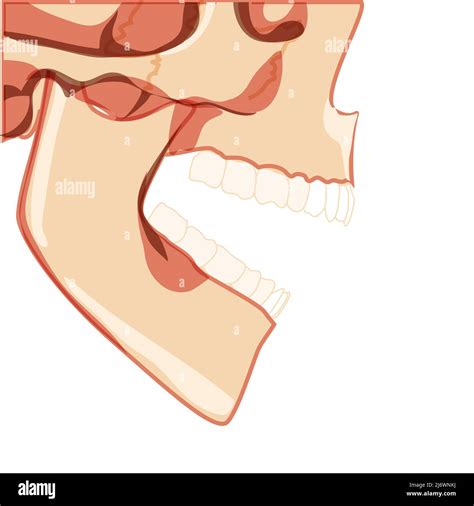 Skull open mouth Skeleton Human partly displayed head side view. Human ...