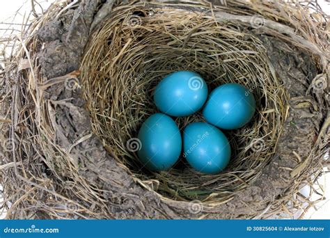 Close-up View of Robin Bird Nest Stock Photo - Image of seasonal, season: 30825604