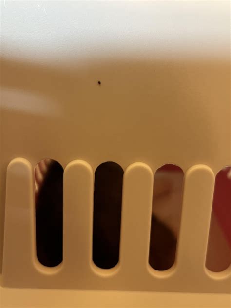Hello. I have found these tiny round black bugs on my dog and her cage ...