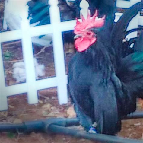 Black Japanese Bantam Chicks - Chicken Breeds Farm