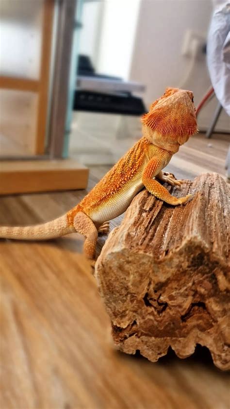 Venomous : r/BeardedDragons