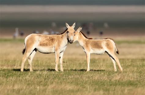 Mare | horse | Britannica