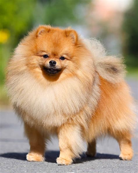 16 Small Dog Breeds With Long Hair (With Pictures)