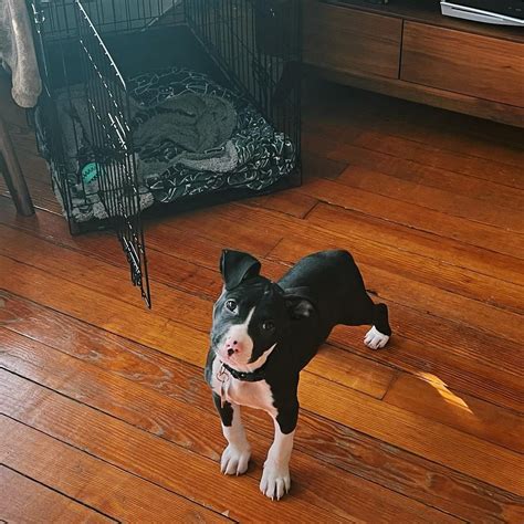 Emy (Female) - Africanis Paws