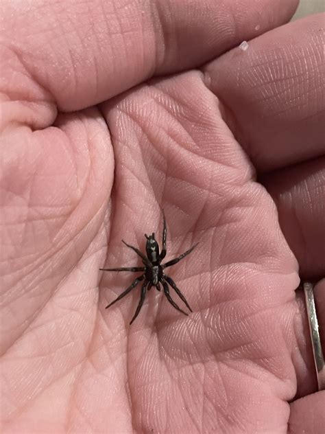 Maryland Biodiversity - View Thumbnails - Eastern Parson Spider ...