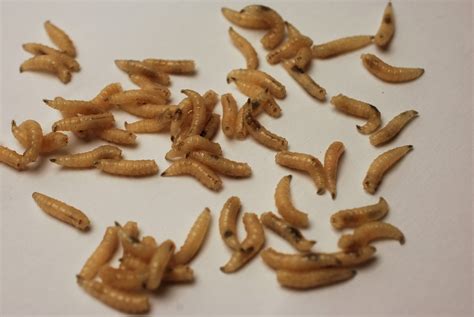 Maggots