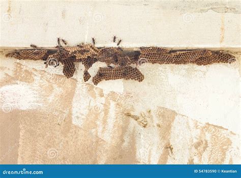 Hornet nests on old walls stock photo. Image of global - 54783590