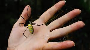 Invasive Joro spiders with yellow stripes increase in Georgia