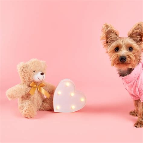 Ana Abdo Fotografía Canina ® | Matilda y Gaby 🩷 Mati, una peludita súper feliz y llena de ...