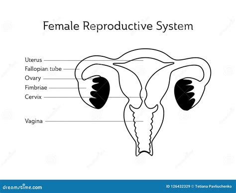 Vector Isolated Illustration of Uterus Stock Vector - Illustration of diagram, medical: 126432329
