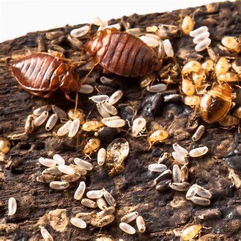 4 Bed Bug Eggs Signs You Need To Look For To Find Their Nest