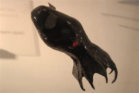 10 Notable Facts About Vampire Squids - A-Z Animals