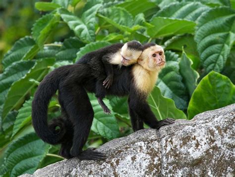 Capuchin monkey | Primate Behavior & Diet | Britannica