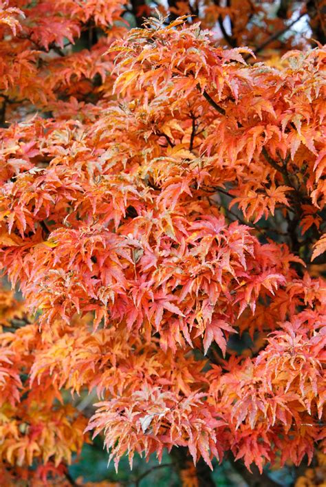 What Is the Best Japanese Maple for Full Sun - JaronkruwCompton