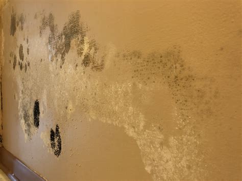 What Would Cause Mold On Walls at Molly Nix blog