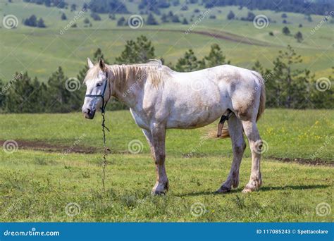 White Horse with Big Penis Grazing Tethered Stock Image - Image of farm ...