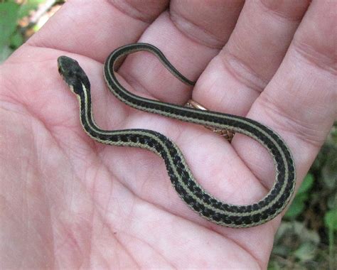 What Do I Feed My Pet Garter Snake at Catherine Fletcher blog