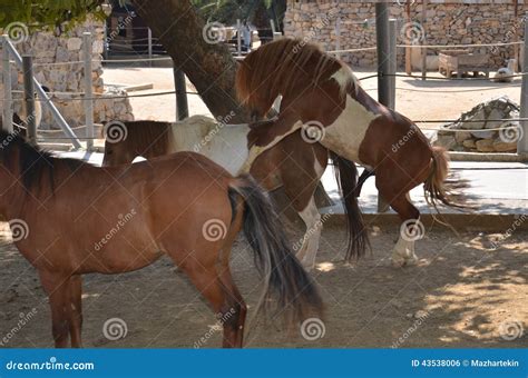 Horses mating season stock photo. Image of horses, darica - 43538006