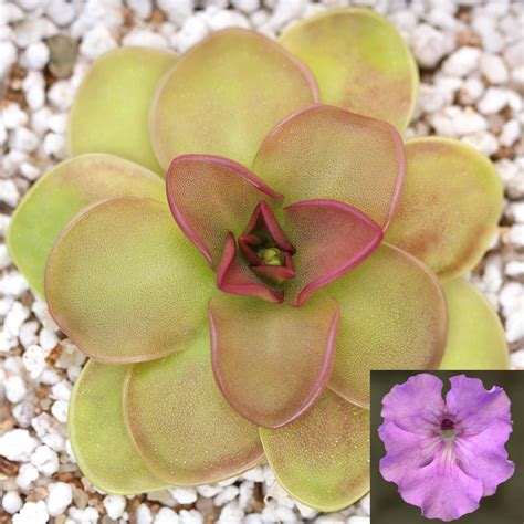 Butterworts (Pinguicula) - Carnivorous Plants | Curious Plant