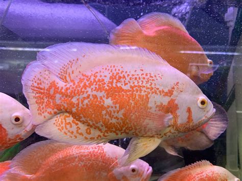 Albino Tiger Oscars 18-20cm - OzDiscus