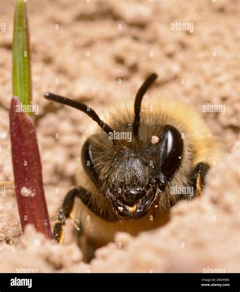 Miner bee, Anthophora abrupta, burrowing its nest in a ground Stock ...