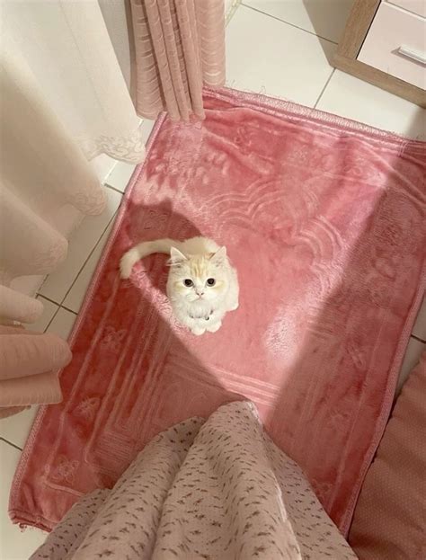 Muslim girl world 🌸 | Liebe im islam, Baby katzen bilder, Islamisches hintergrundbild